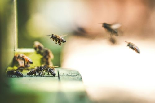 BienenCoop - zum Konzept der solidarischen Landwirtschaft