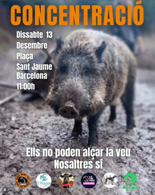 Un senglar mirant a càmera amb mirada tranquiŀla. "Ells no poden alçar la veu, nosaltres sí". Firmen 6 coŀlectius animalistes